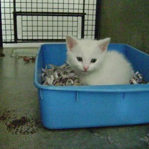 No photo for Imp # K41391