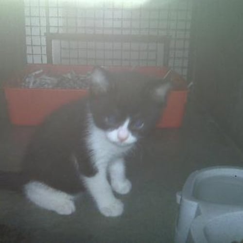 No photo for Imp # K41390