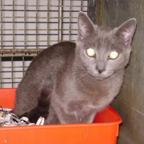 No photo for Imp # K41382