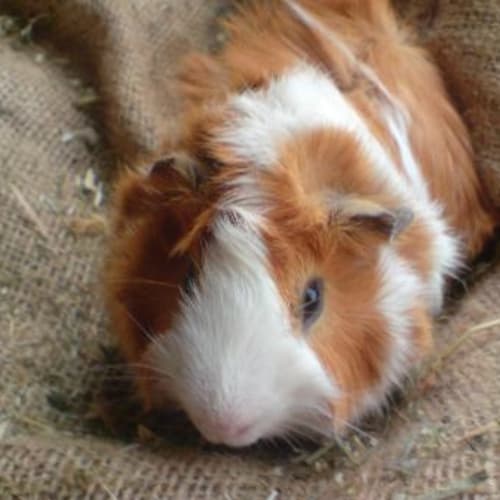 No photo for Gadget ~ On Hold ~