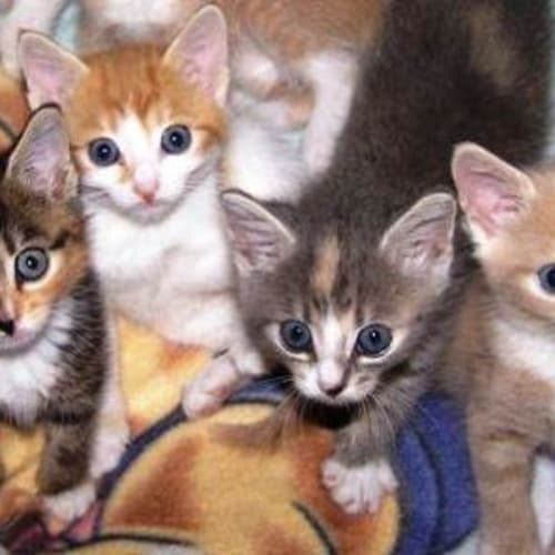 No photo for 15 Little Bundles Of Joy   Males & Females