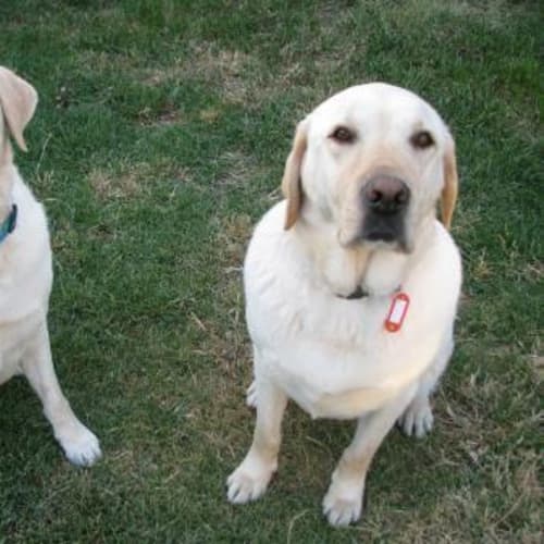 No photo for Rova & Senna (On Trial)