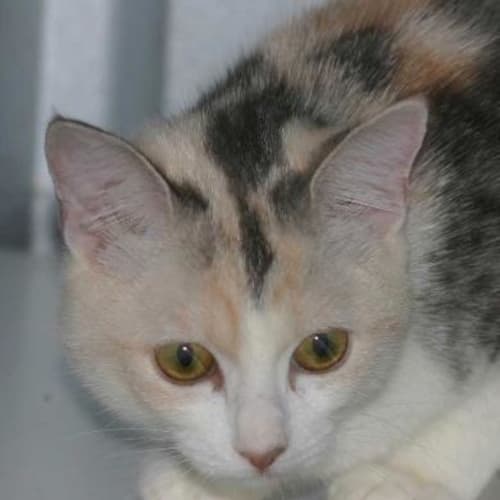 Bindi