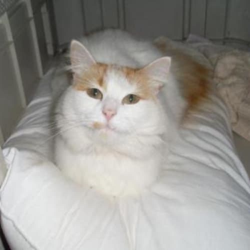 No photo for Kish   Im On Trial In A New Home