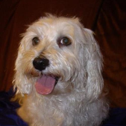 No photo for Bobby ( On Hold Pending Adoption)