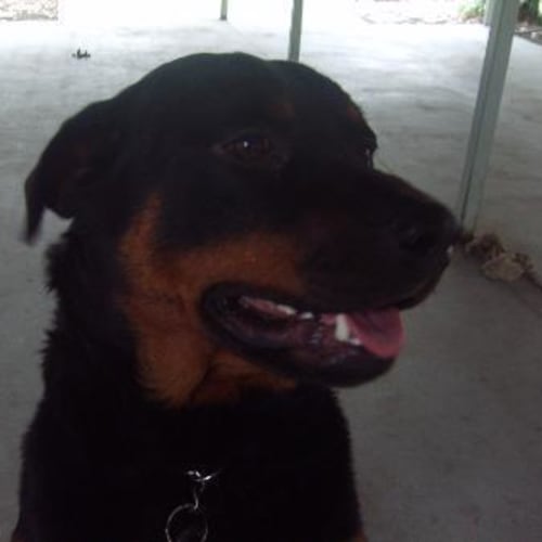 No photo for Angus   Adopted!