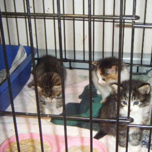 Please Adopt Us Cats & Kittens Urgent
