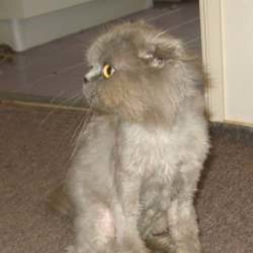 Mr Snuffy