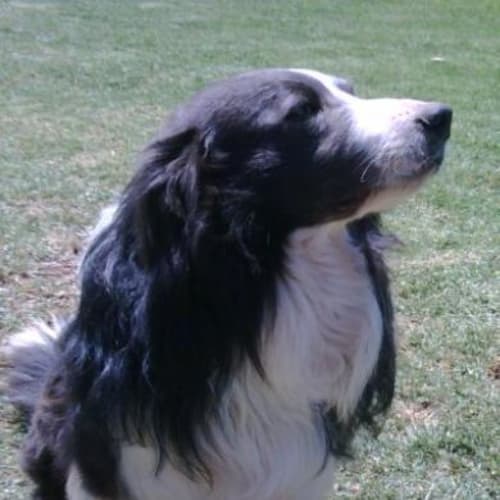 Oscar Adoption Pending