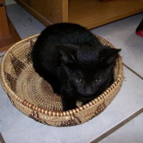 No photo for Ebony