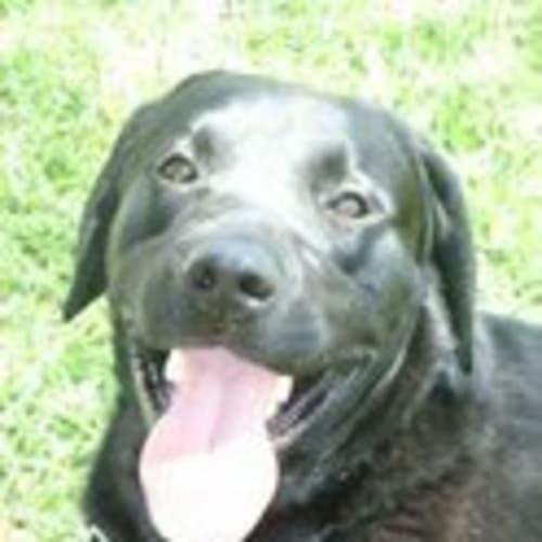 No photo for ** Adoption Pending ** Nero