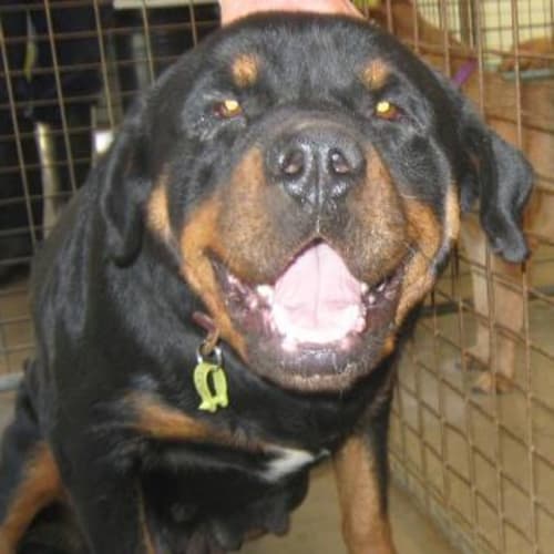 No photo for Impound No 5751 Nelly