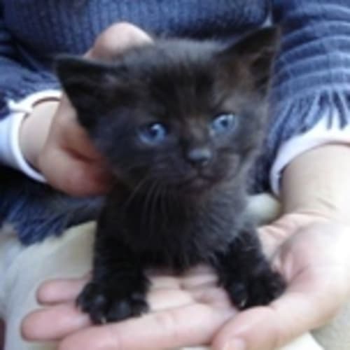 No photo for Blackie