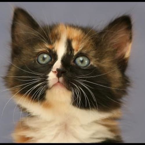 No photo for Snickers