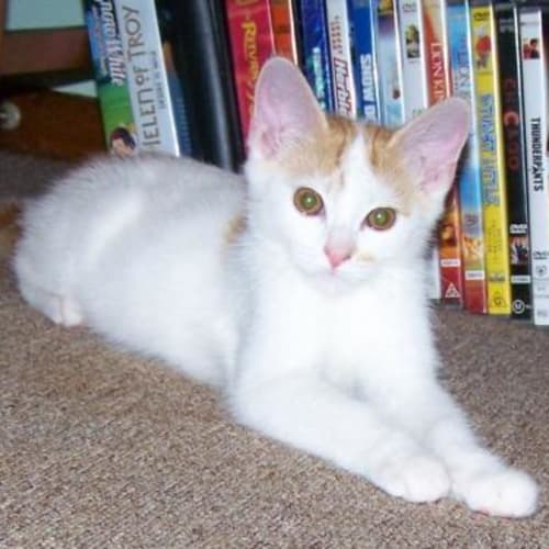 No photo for Pablo Adopted