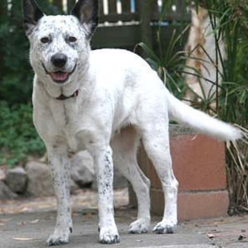 No photo for Lassie