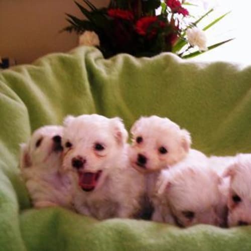 No photo for Puppies