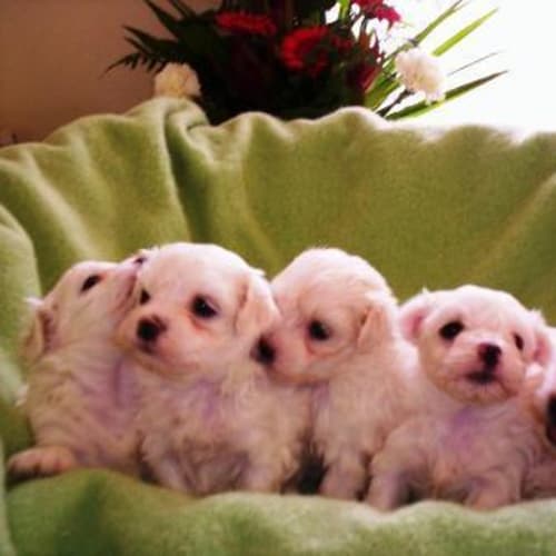 No photo for Puppies