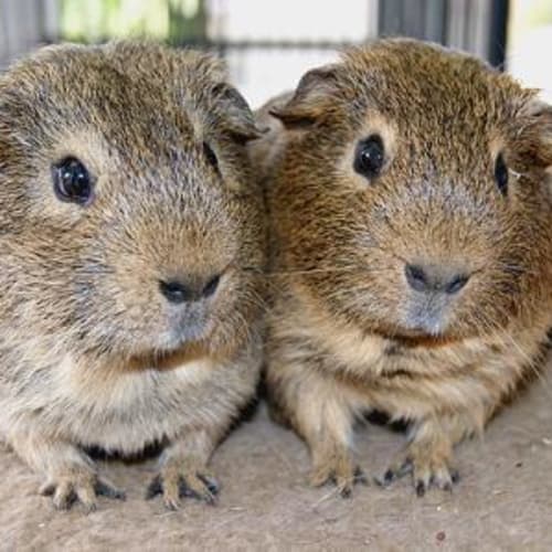 No photo for Basil And Mr Pickles! (Brothers)