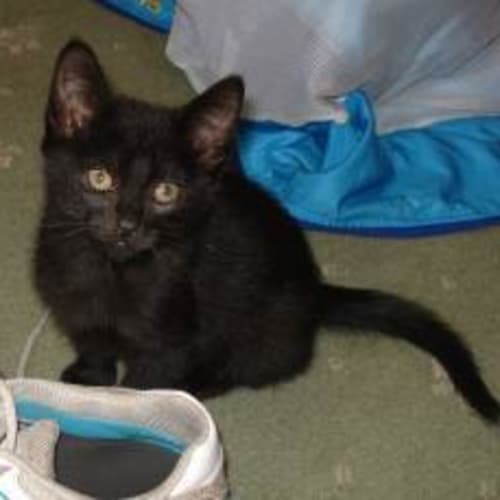 No photo for Minerva