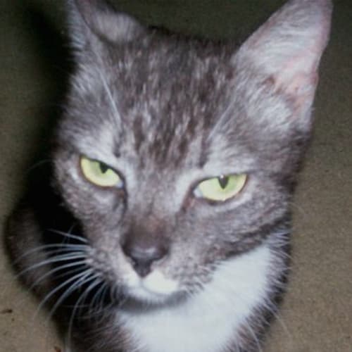 No photo for Ischkaa