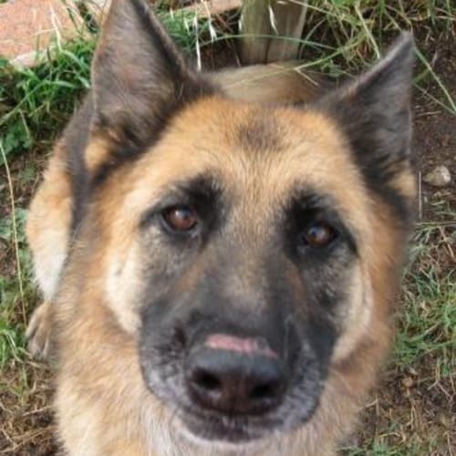 No photo for Keisha (On Trial)