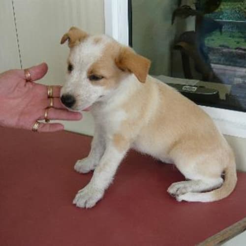 No photo for Imp # K40378