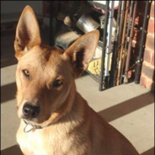 No photo for Schnappy Chopps