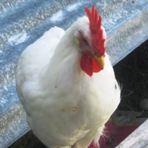 No photo for Ben The Rooster