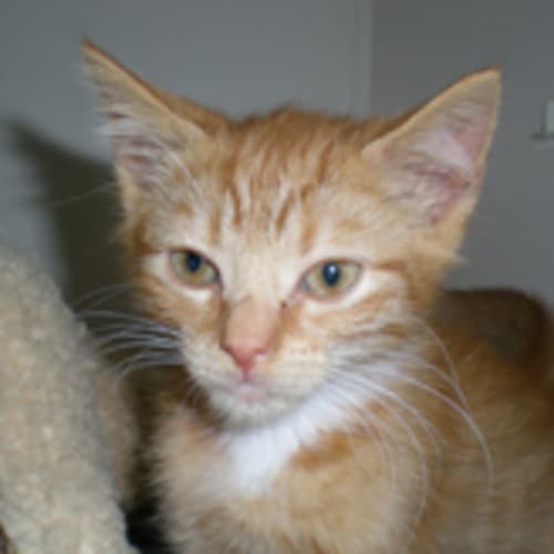 No photo for Pumpkin