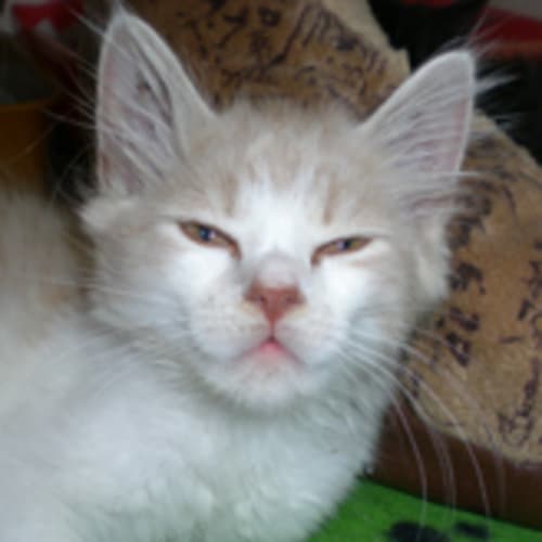 No photo for Cinnamon