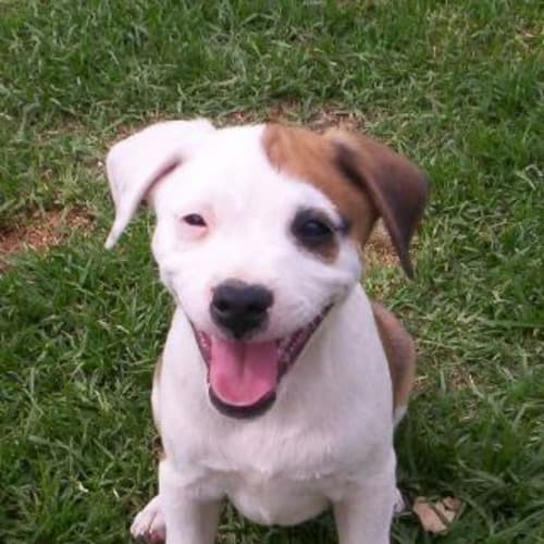 No photo for Bently On Trial