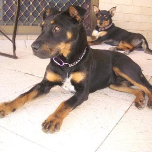 No photo for **Adoption Pending** Rodney
