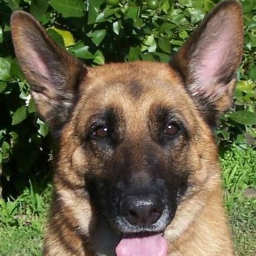 No photo for Sasha (On Trial)