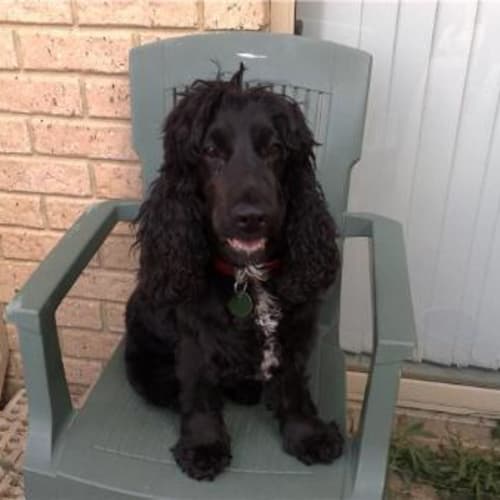 No photo for **Adoption Pending**Shadow