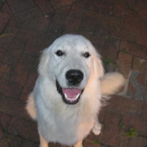 No photo for Banjo