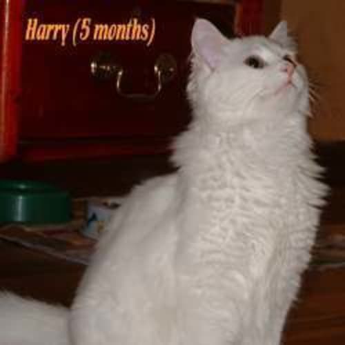 Harry