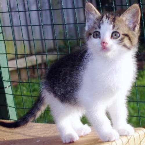 No photo for Sleepy (Rani's Kitten)
