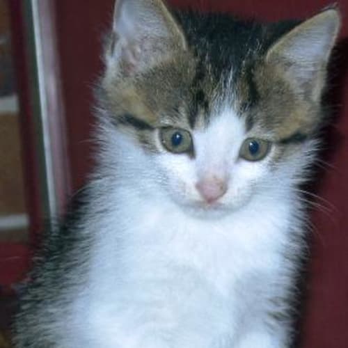 No photo for Sisi (Rani's Kitten)
