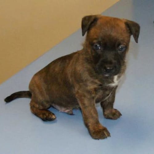 Sharpei