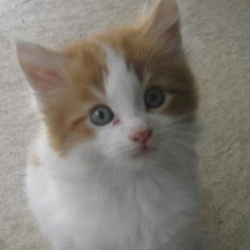 No photo for Prince  **Now Adopted**