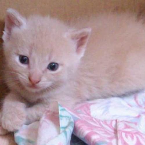 No photo for Asti 'Available In 3 Weeks'