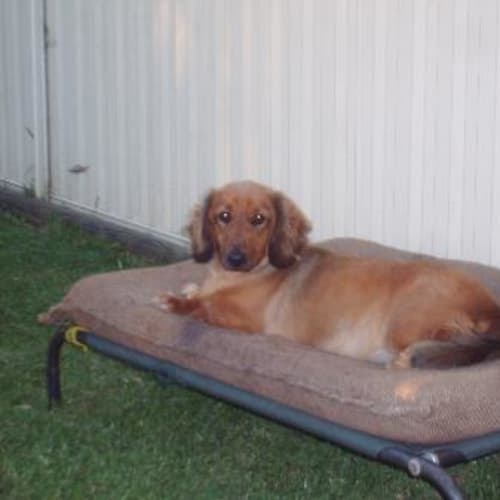 No photo for Sam   Adopted!