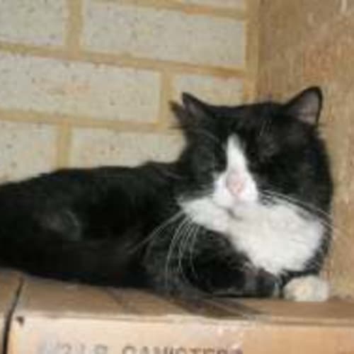 Sylvester