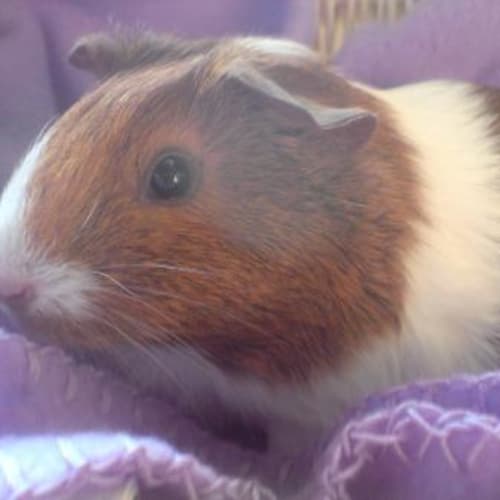 No photo for Squeek ~On Foster Care~