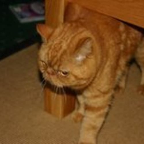 No photo for ** Adoption Pending ** Garfield
