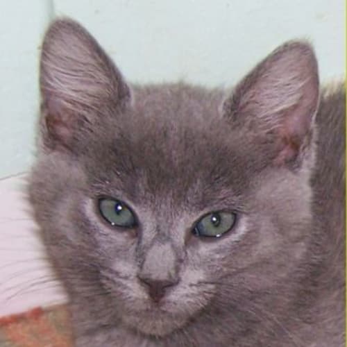 Mimi
