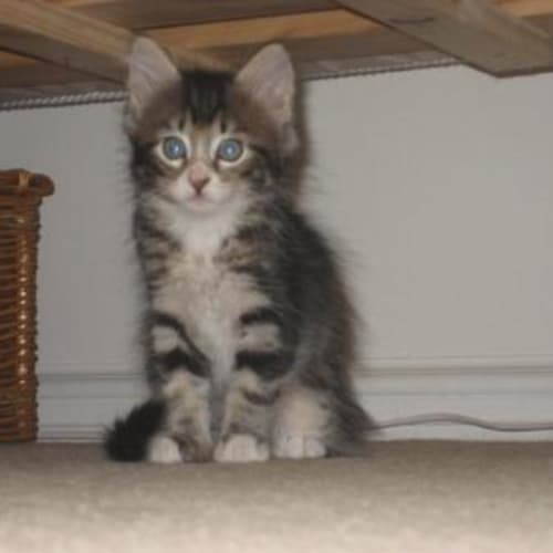 No photo for ** Adoption Pending ** Munchkin