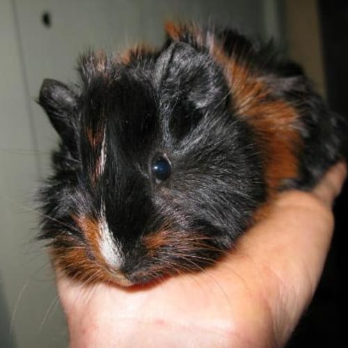 No photo for Dazzle