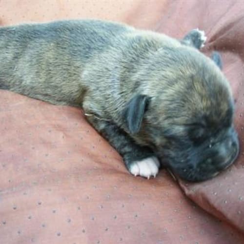 No photo for Morgan (Adoption Pending)